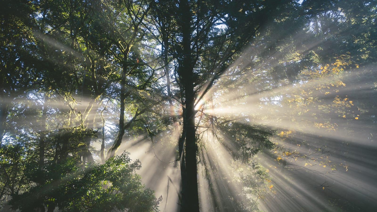 Seeing Nature in Engineered Spaces: Why I Photograph Mechanical Installations Like They’re Landscapes